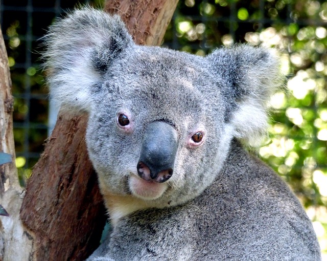 a koala bear