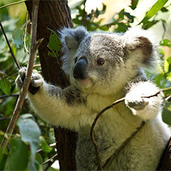 koala