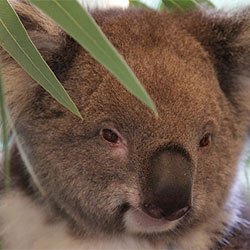 koala