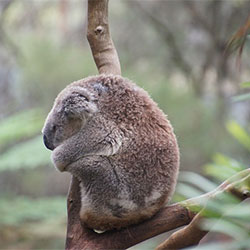 koala