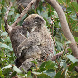 koala