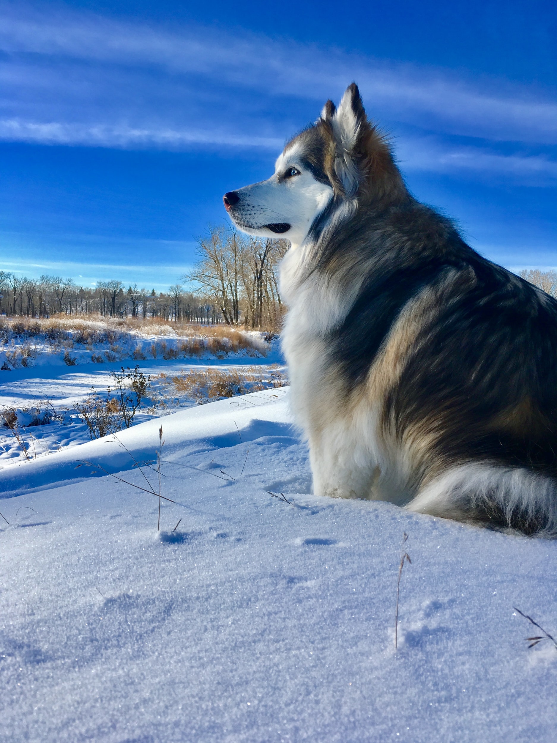 image of Alaskan malamute sitting in the snow