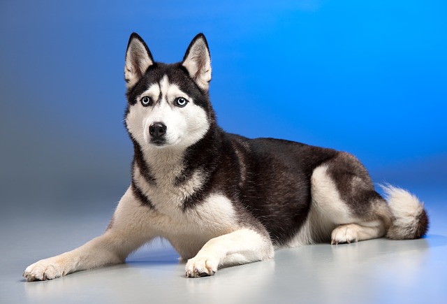 Alaskan Husky For Sale
