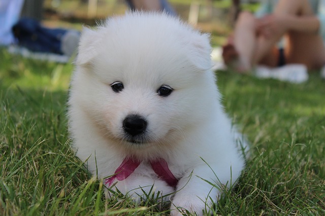 Dog Six Samoyed