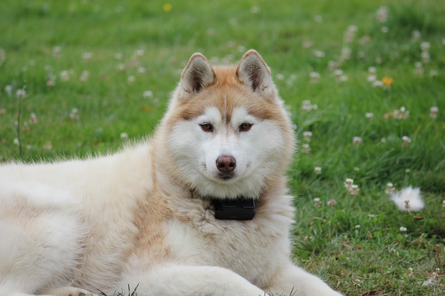 Dog Five Siberian Husky